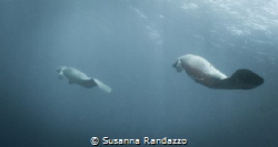 A couple of Manatees swimming peacefully in waters adiace... by Susanna Randazzo 